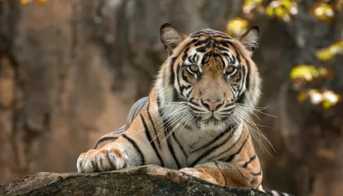 В Бурятии поймали сбежавшего тигра Ермака, привезенного из Барнаула