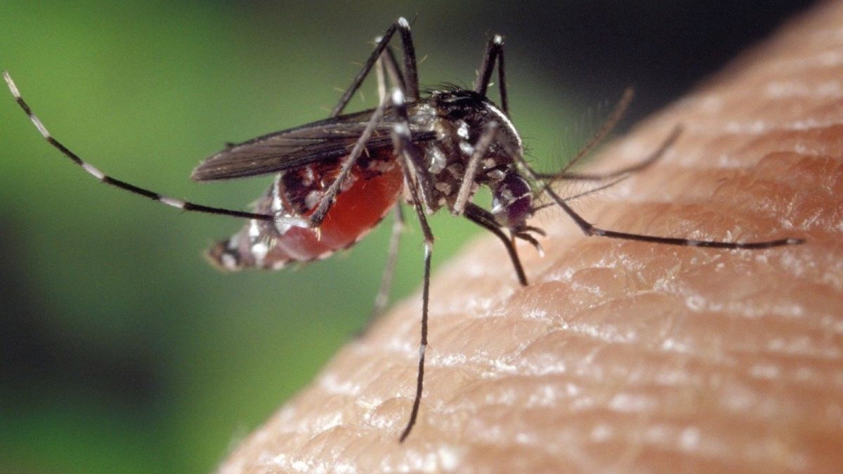 Ученые объяснили, почему этим летом мало комаров на Алтае