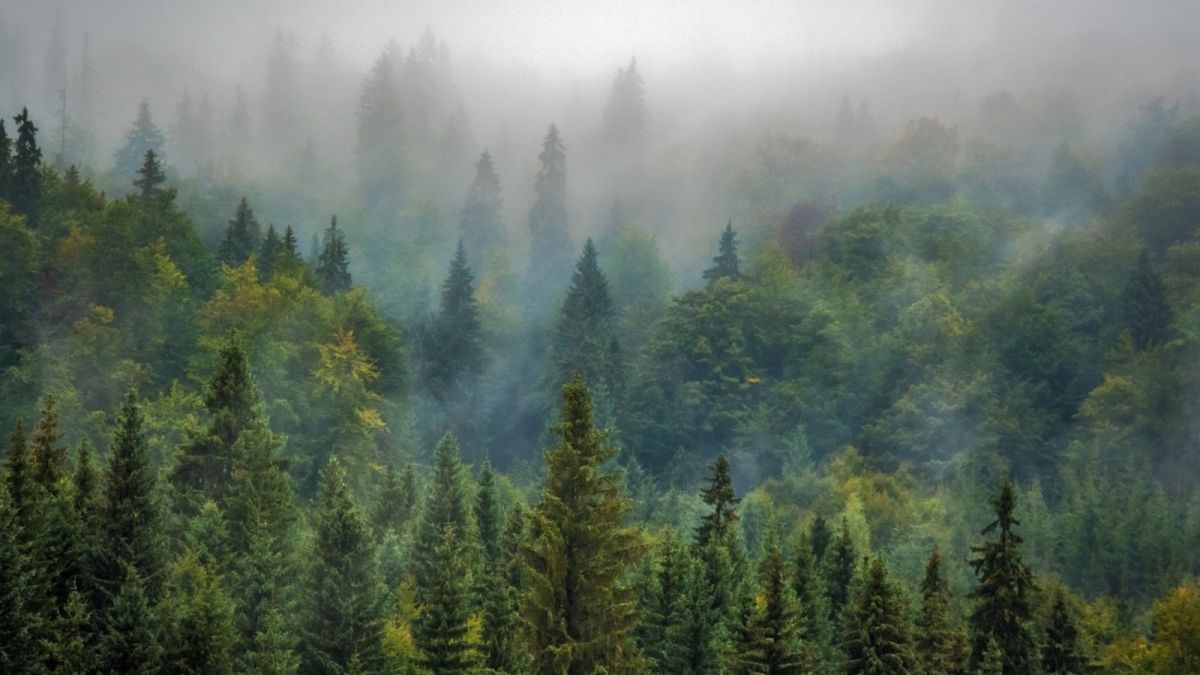 На пользу лесам и озерам: как на Алтае реализуется нацпроект "Экология"