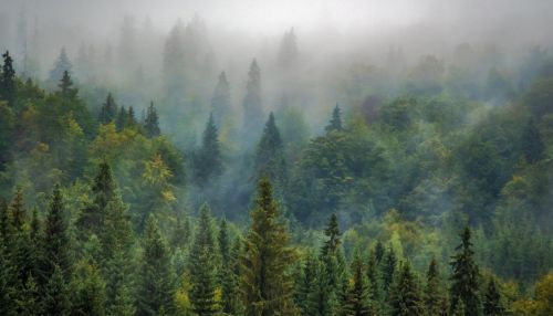 На пользу лесам и озерам: как на Алтае реализуется нацпроект Экология