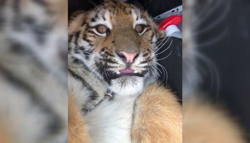 День тигра: как живут полосатые хищники в зоопарках других регионов
