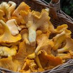 Поохотились на лису: барнаульцы хвастают богатым урожаем грибов