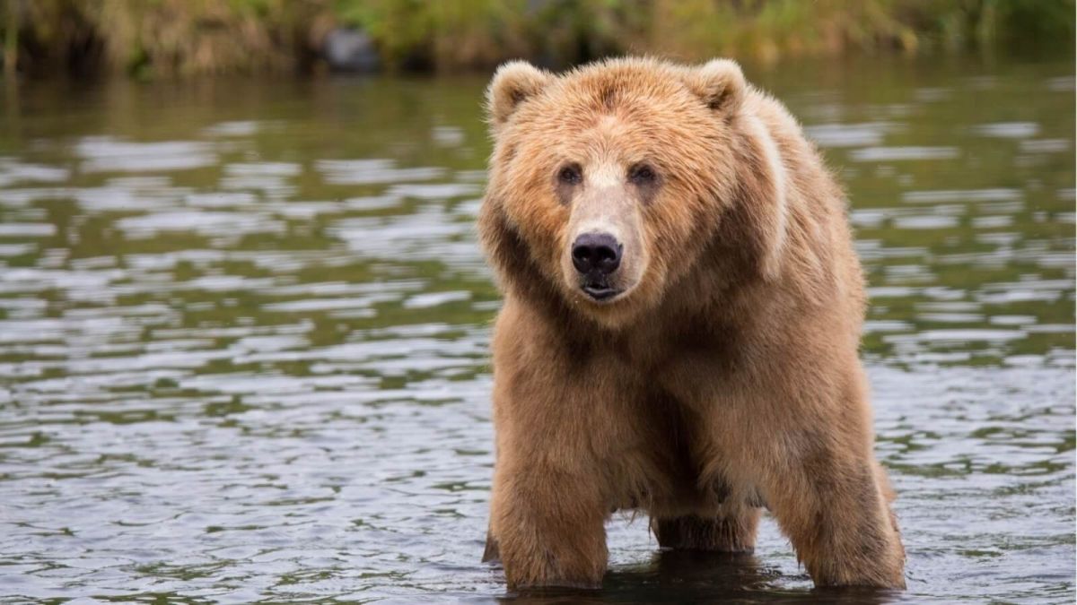 "Хватит с него": в Сибири туристы из лодки расстреляли медведя