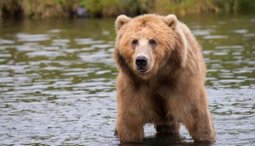 Хватит с него: в Сибири туристы из лодки расстреляли медведя
