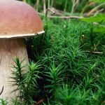 В лесу в Алтайском крае нашли гигантский белый гриб