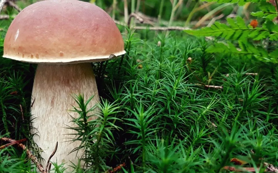 Как правильно сушить грибы на зиму: три способа приготовления