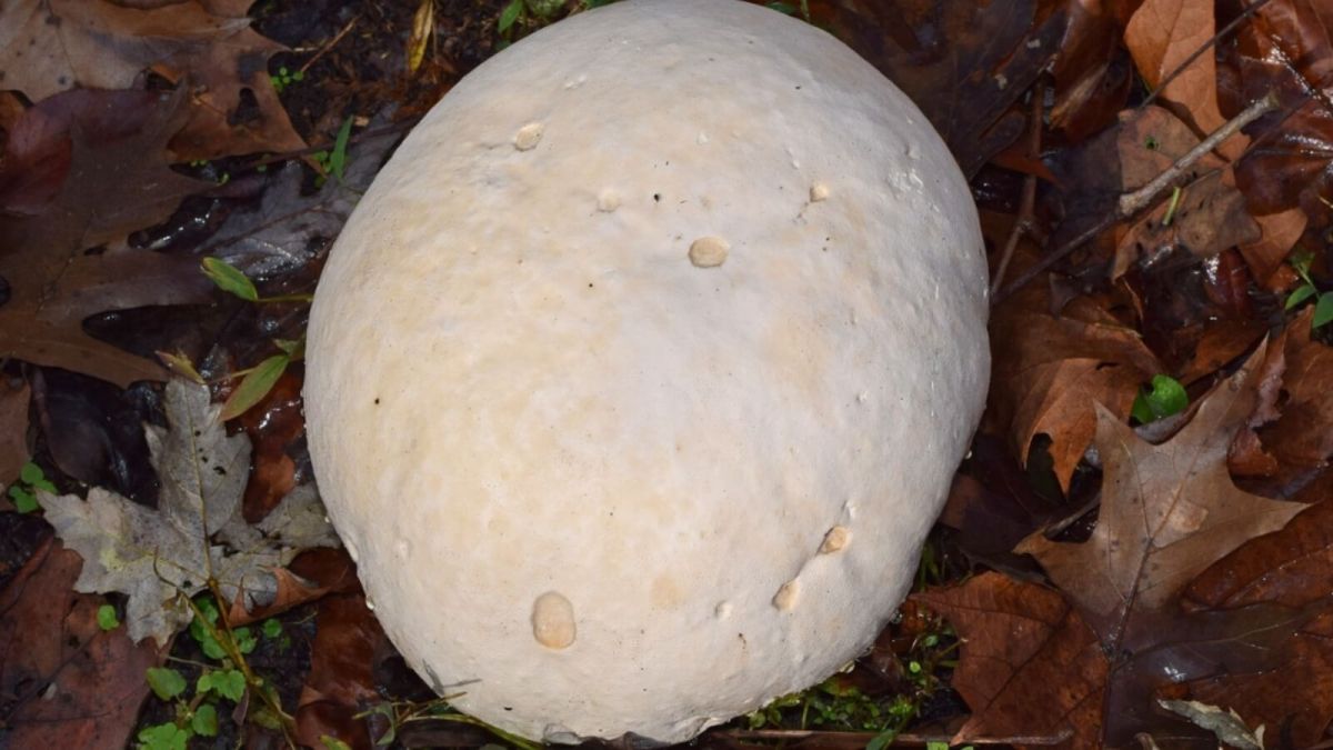 Гриб размером с баскетбольный мяч нашли в сибирском лесу