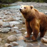 Из-за нехватки корма медведи терроризируют жителей Сибири