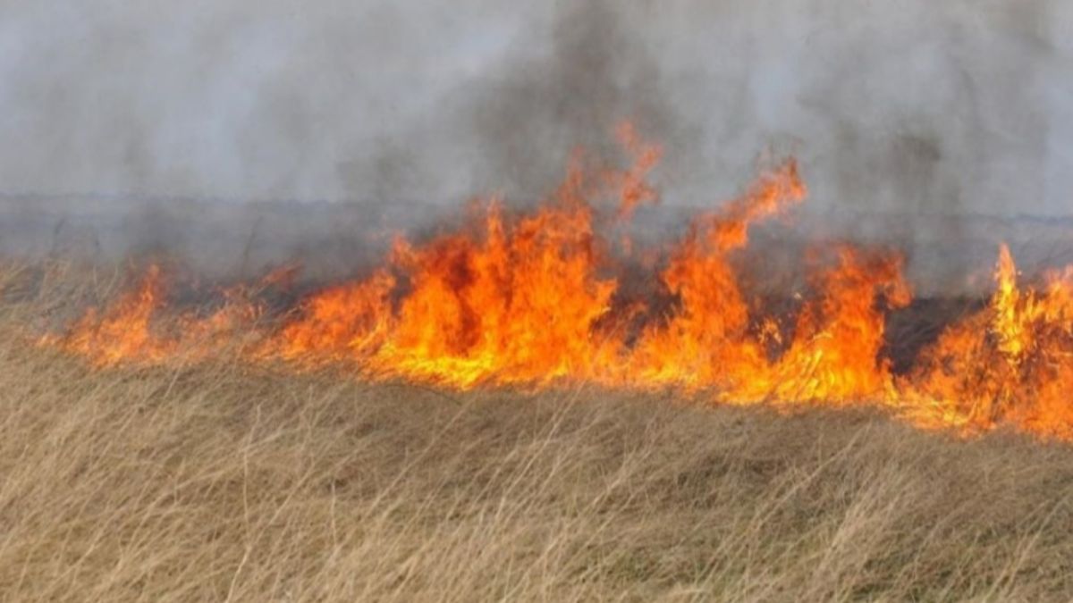 В МЧС предупреждают жителей Алтая о риске лесных пожаров из-за жары