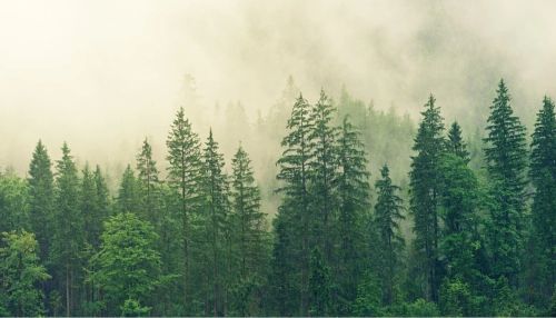 Республика Алтай вошла в список регионов, где быстрее всего исчезают леса
