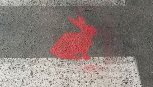 Кто и зачем рисует розовых кроликов на асфальте в Новосибирске