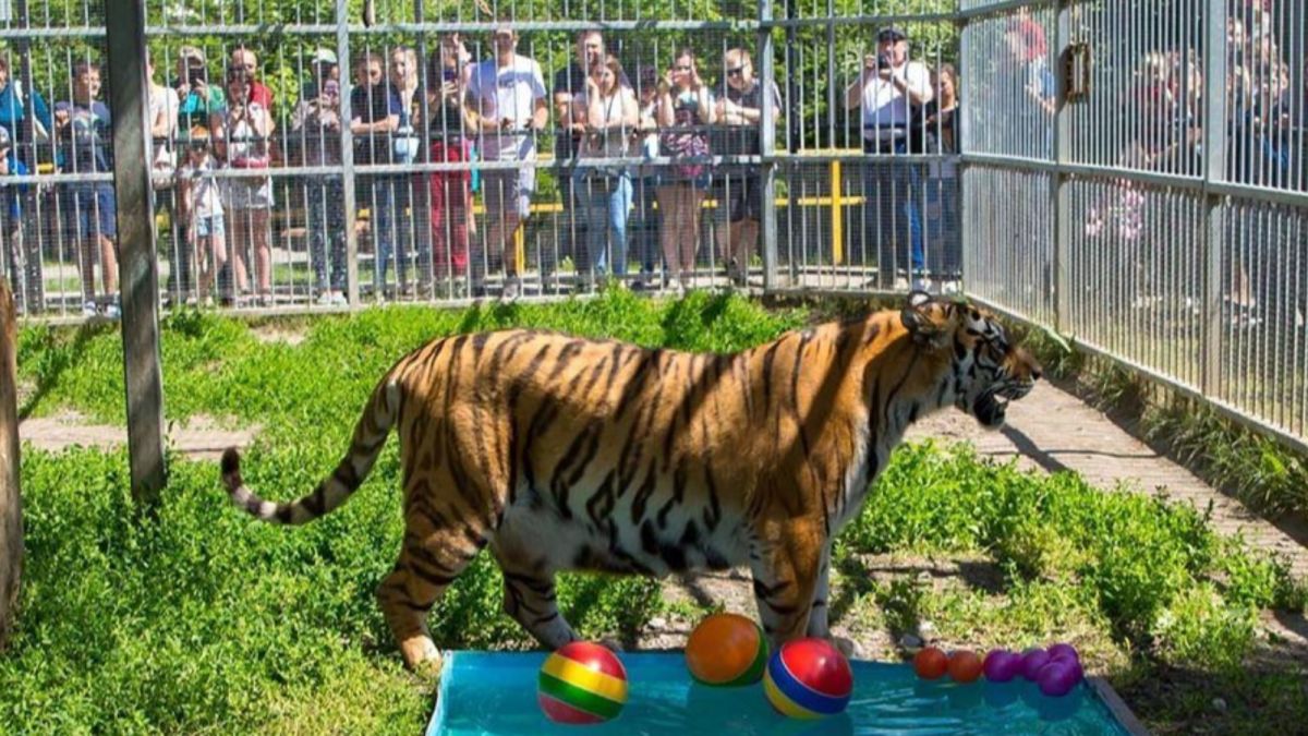 Кто из барнаульцев сможет бесплатно сходить в зоопарк 12 августа