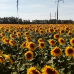 Прохлада с дождями и ветром идет на смену жаре в Алтайском крае: прогноз погоды