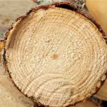 В Алтайском крае приняли закон о деловой древесине для участников СВО