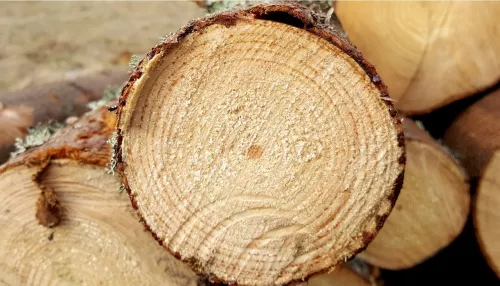 Жителям Алтайского края бесплатно раздают сухие деревья на дрова