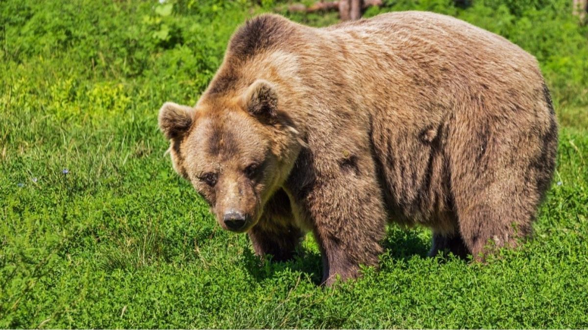 Бурый медведь напал на пасеку в Заринском районе  