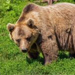 Бурый медведь напал на пасеку в Заринском районе