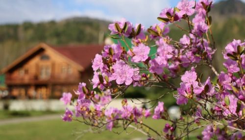 В Алтайском крае повторно зацвели маральник, шиповник и вишня