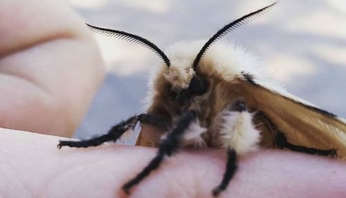 В селе Усть-Кан из-за нашествия шелкопряда остановили уличное освещение