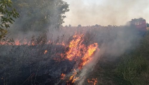 В Алтайском крае семья помогла потушить лесной пожар