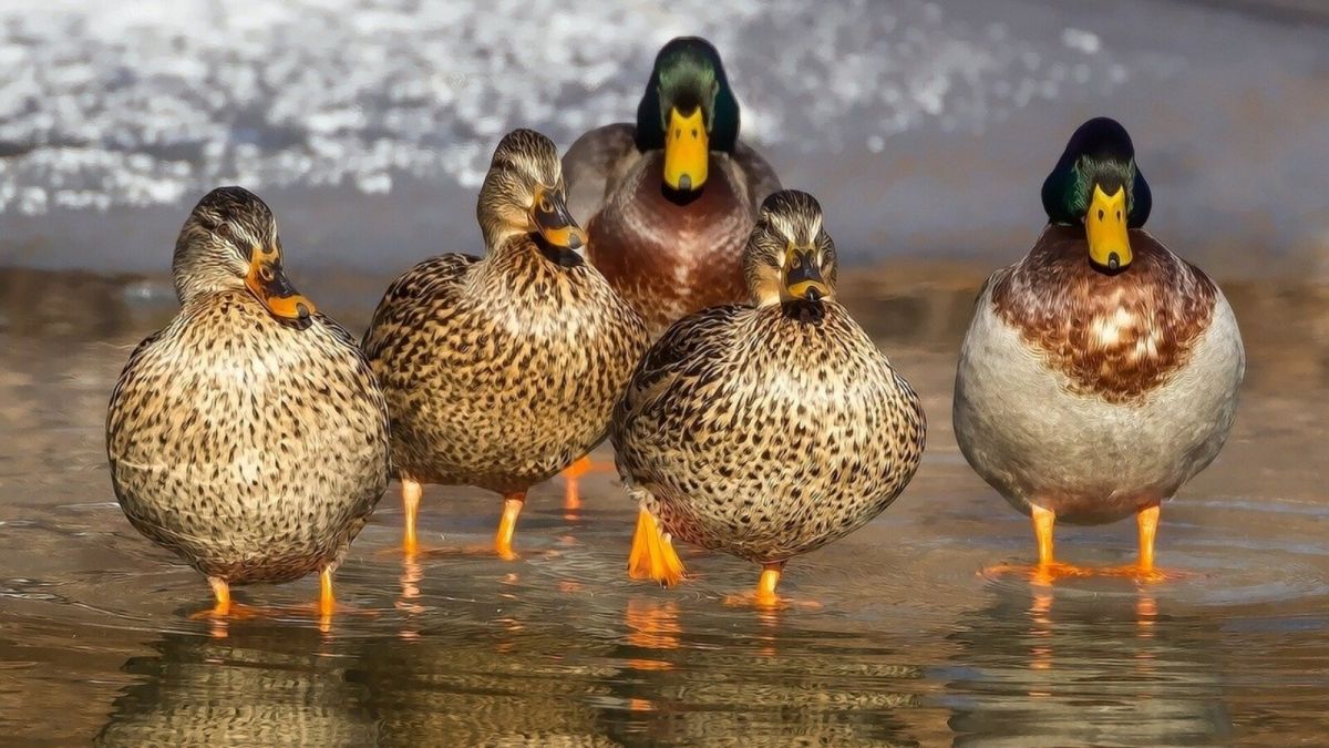 Ветеринары выяснят, почему массово вымерли птицы на алтайском озере
