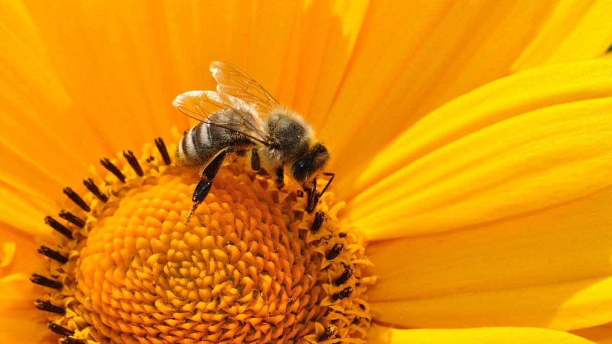 Пчела. Насекомое. Природа