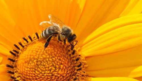 В Алтайском крае снова массово умирают пчелы после химобработки