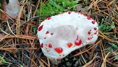 Страшно красивый: в алтайском бору нашли кровавый гриб
