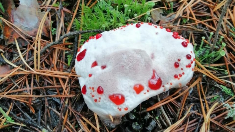 Страшно красивый: в алтайском бору нашли "кровавый" гриб