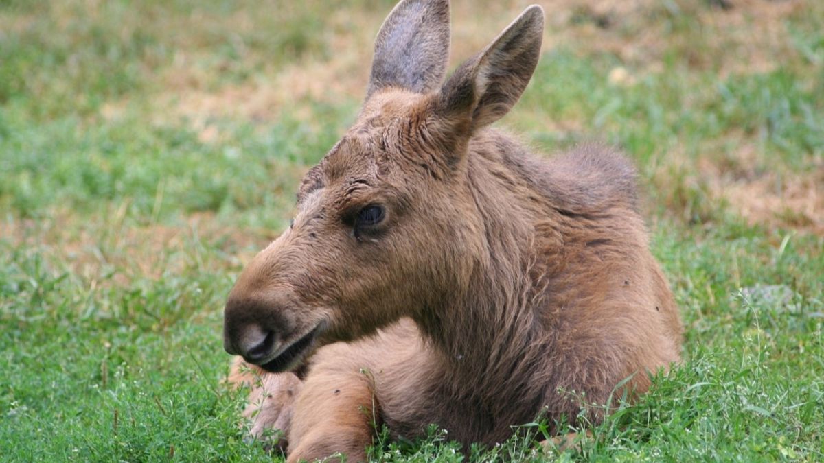 Мать убили браконьеры: новорожденного лосенка спасли в алтайском лесу 