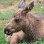 Мать убили браконьеры: новорожденного лосенка спасли в алтайском лесу