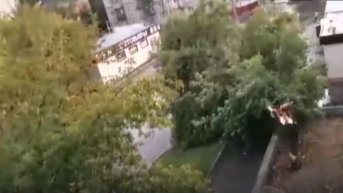 Дерево рухнуло на тротуар после сильного дождя в Барнауле