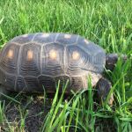 17-летнюю черепаху продают в Барнауле за 40 тысяч рублей