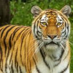Кисуня, иди гуляй!: тигр украл ведро с уловом у рыбаков в Приморье