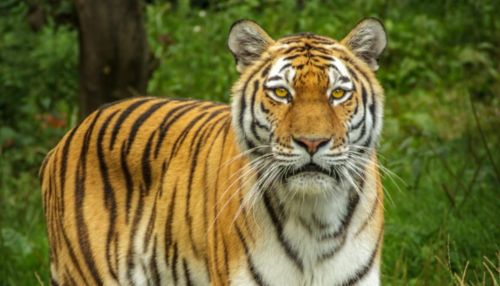 Кисуня, иди гуляй!: тигр украл ведро с уловом у рыбаков в Приморье