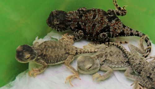 Барнаулец стал первым в России частным заводчиком, выпустившим на волю рептилий