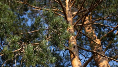 Где купить квартиру в Барнауле, чтобы жить и учиться с комфортом