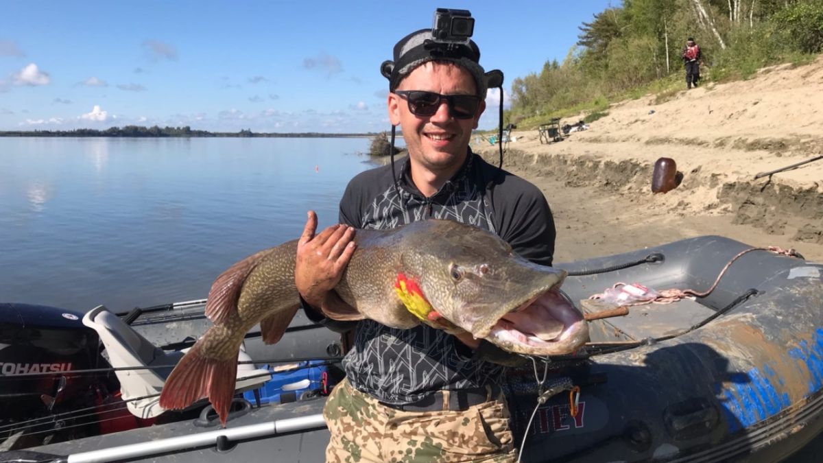 Рыбак выудил у берега Оби гигантскую щуку весом 13 кг