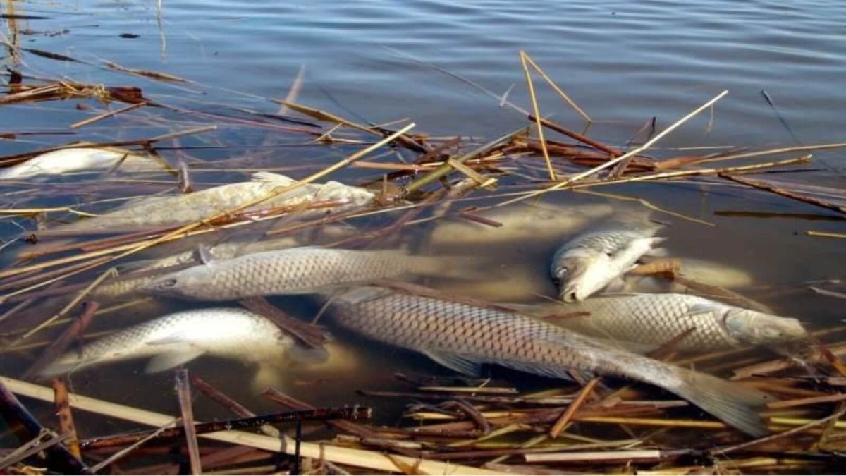 Массовый мор рыбы грозит озерам Бурлинского района - ее слишком много