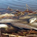 Массовый мор рыбы грозит озерам Бурлинского района - ее слишком много