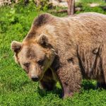 На Алтае медведь решил принять утреннюю ванну в озере