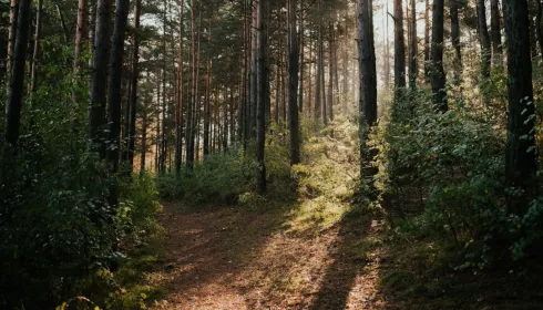 В городских лесах Барнаула проведут работы по уборке аварийных и сухостойных деревьев