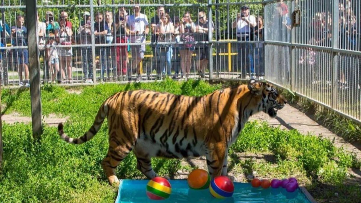 Прокуратура нашла нарушения в зоопарках Барнаула, Славгорода и двух районов
