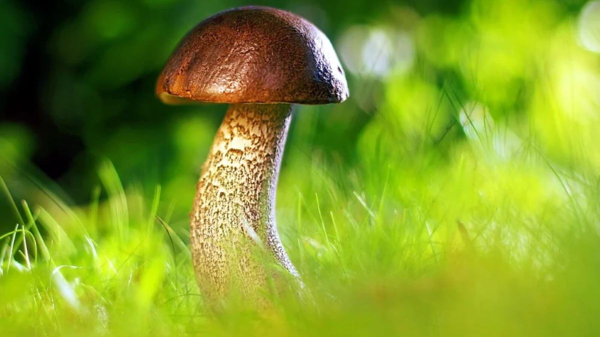 Сезон сбора грибов в Алтайском крае начался раньше обычного
