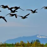 Птицы начали раньше срока покидать Алтайский край