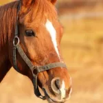 Вернут обратно: новые подробности о судьбе пострадавшей в аварии лошади