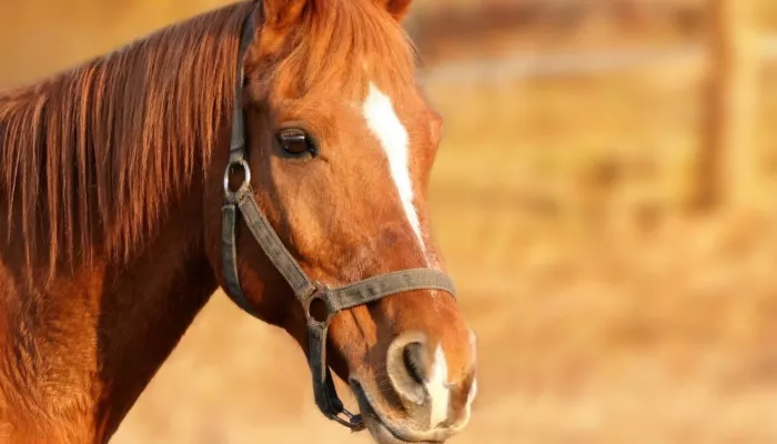В Алтайском крае лошадь скрылась с места ДТП с фурой