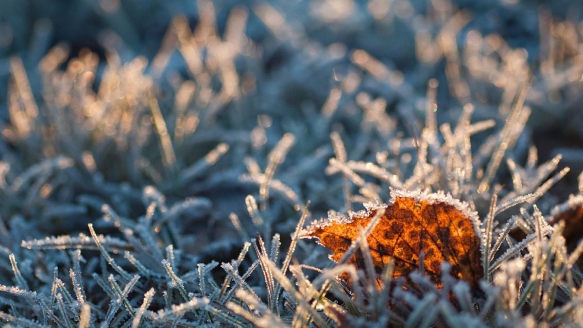 В Алтайском крае объявлен штормпрогноз по заморозкам на 10 сентября
