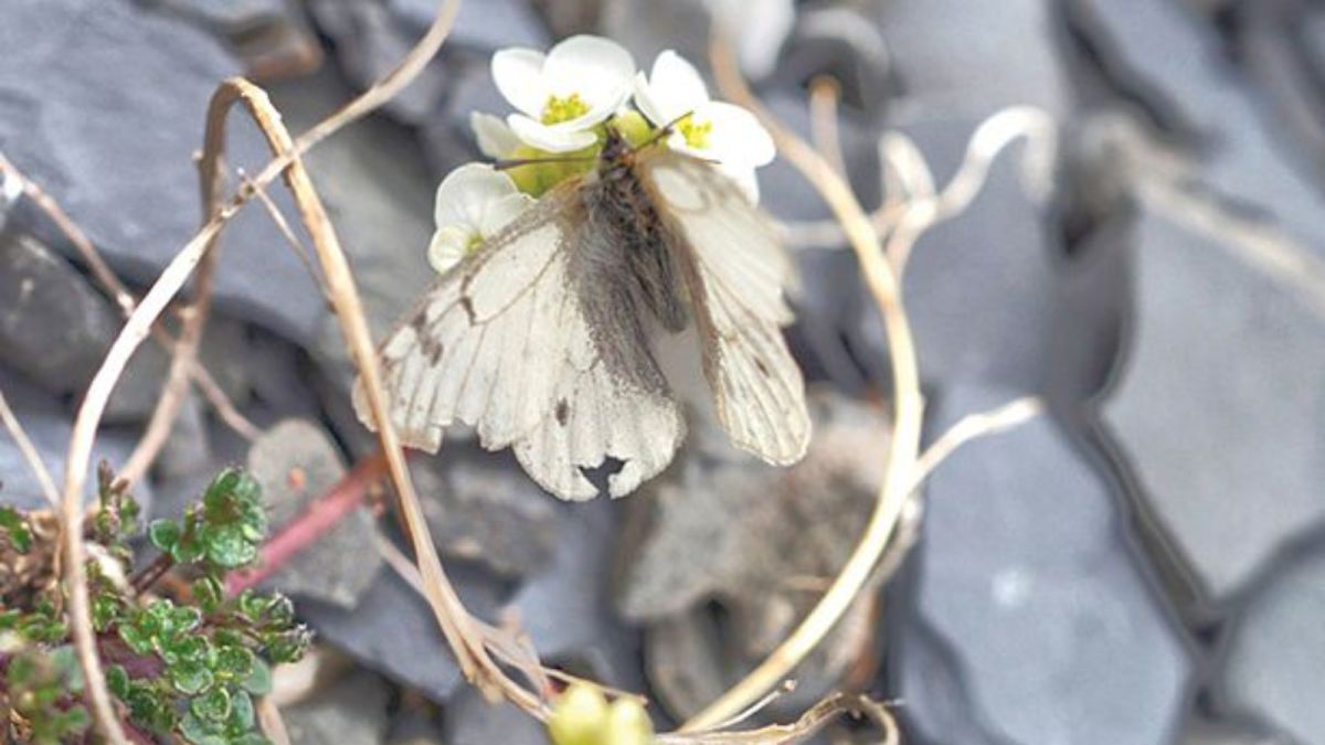Ученые из Барнаула в горах Арктики нашли новую бабочку-экстремалку