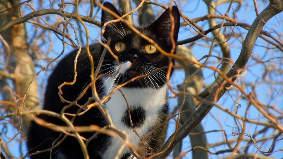 "Просто садизм": житель Новосибирска расстрелял кошку из воздушки